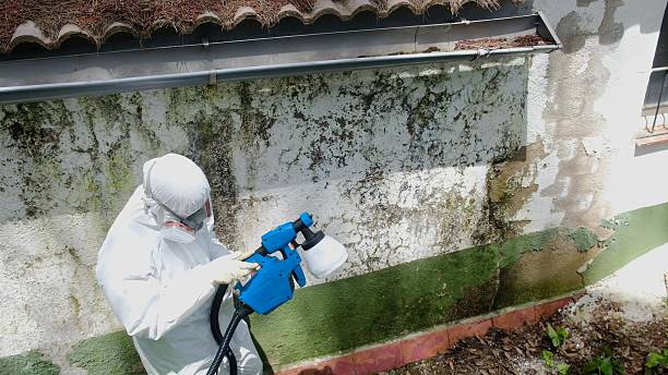 Top rated local Mold Remediation specialists in Lexington, IL